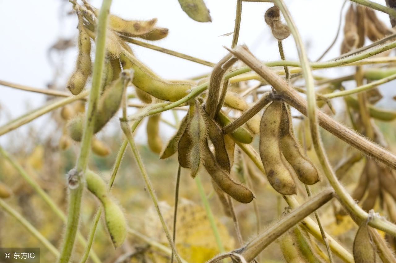 东北大豆最新价格动态及分析