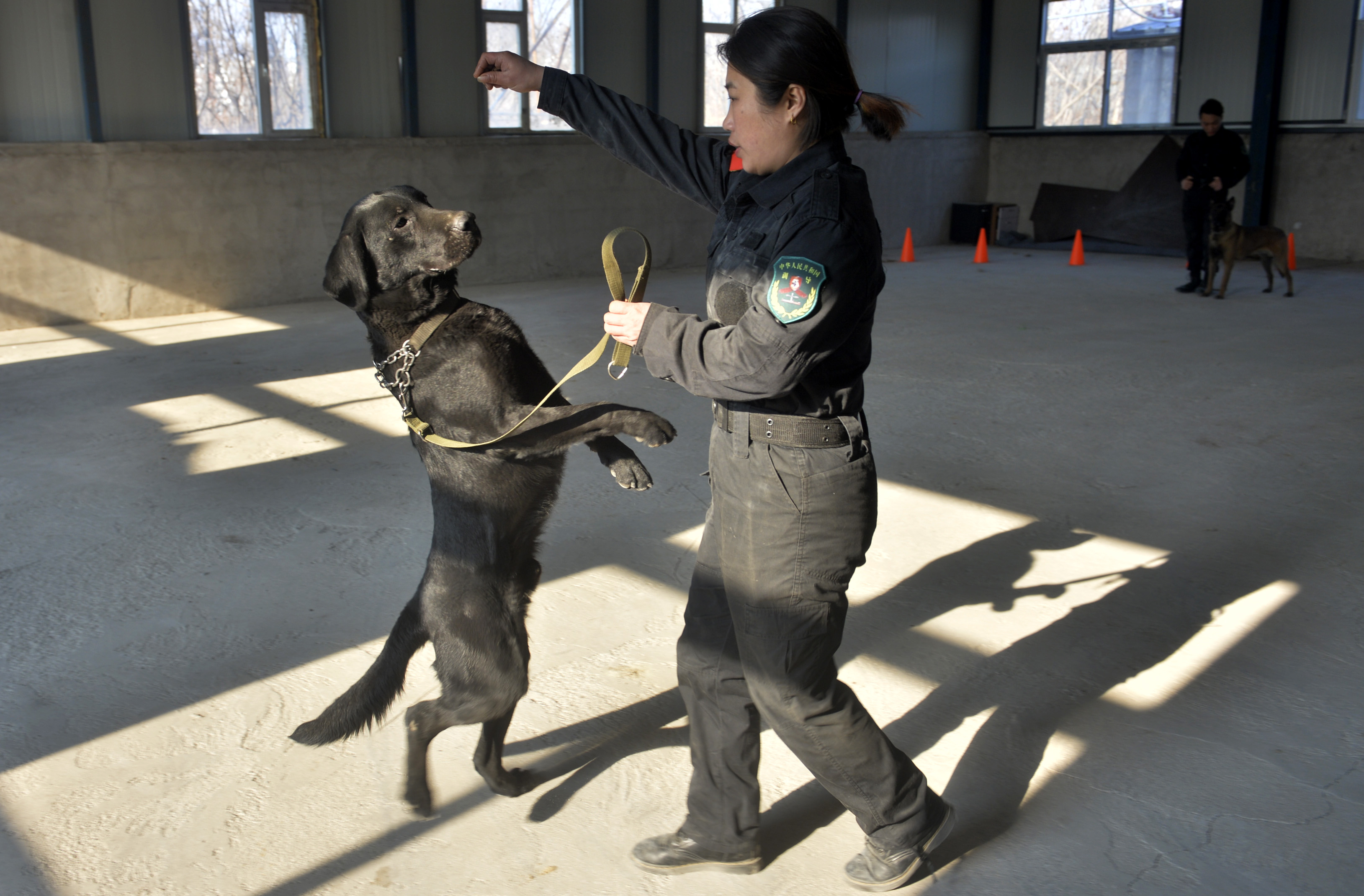 最新出售已训练科目犬,最新出售已训练科目犬，选择专业伙伴的新篇章