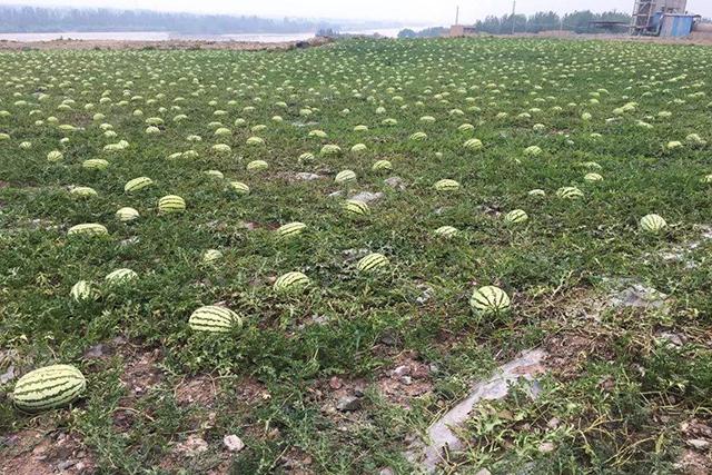 西瓜最新嫁接技术详解🍉🌱