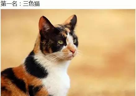 猫色444最新，变化中的学习，自信与成就的力量展现