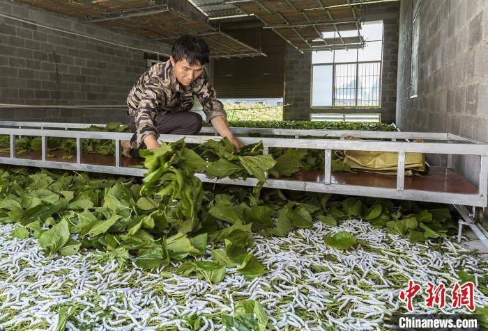 澳门最精准正最精准龙门蚕,实地验证数据应用_备用型40.284