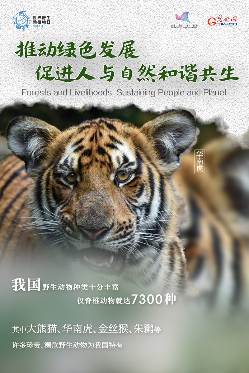 2024澳门正版猛虎报资料,创新解析落实方法_鼓动版95.727