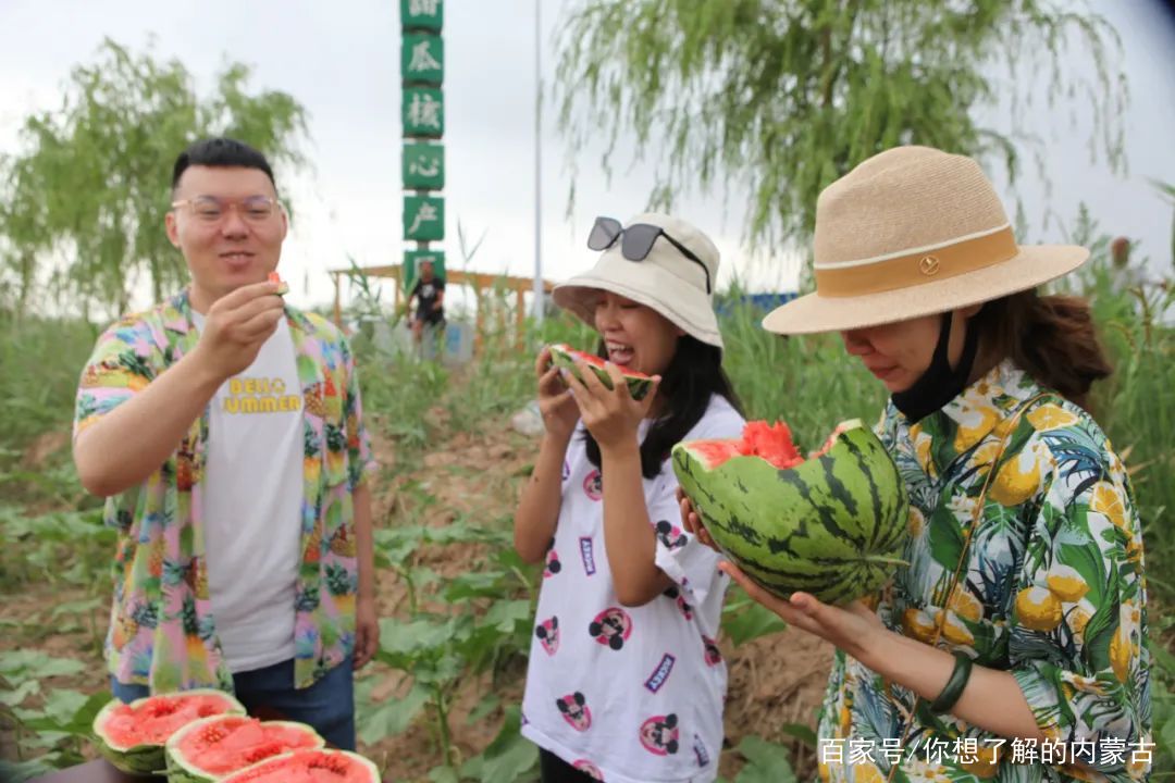 河北西瓜最新行情揭秘，夏日情缘中的甜蜜故事