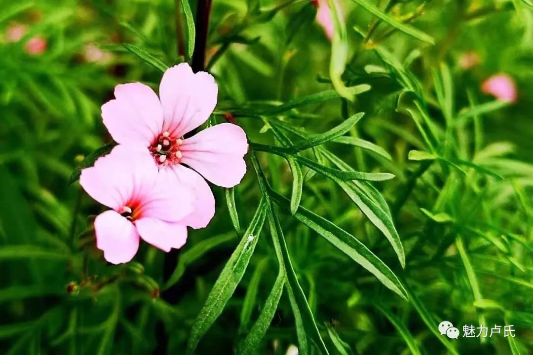 “今宵独中一肖秘码，植物守护神境界揭秘QHE442.44”