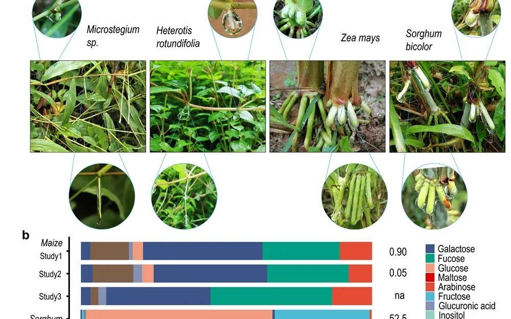 2024澳门植物保护资料速查：STO695.6特殊版