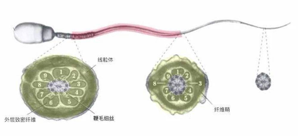 小巷中的秘密乐园，最新精子窝探秘（敏感内容警告）