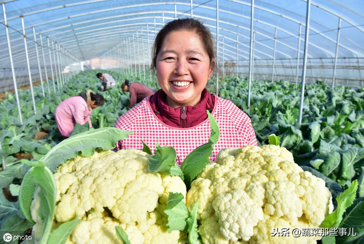 菜花最新价格，探寻自然美景，寻找内心平静的旅程