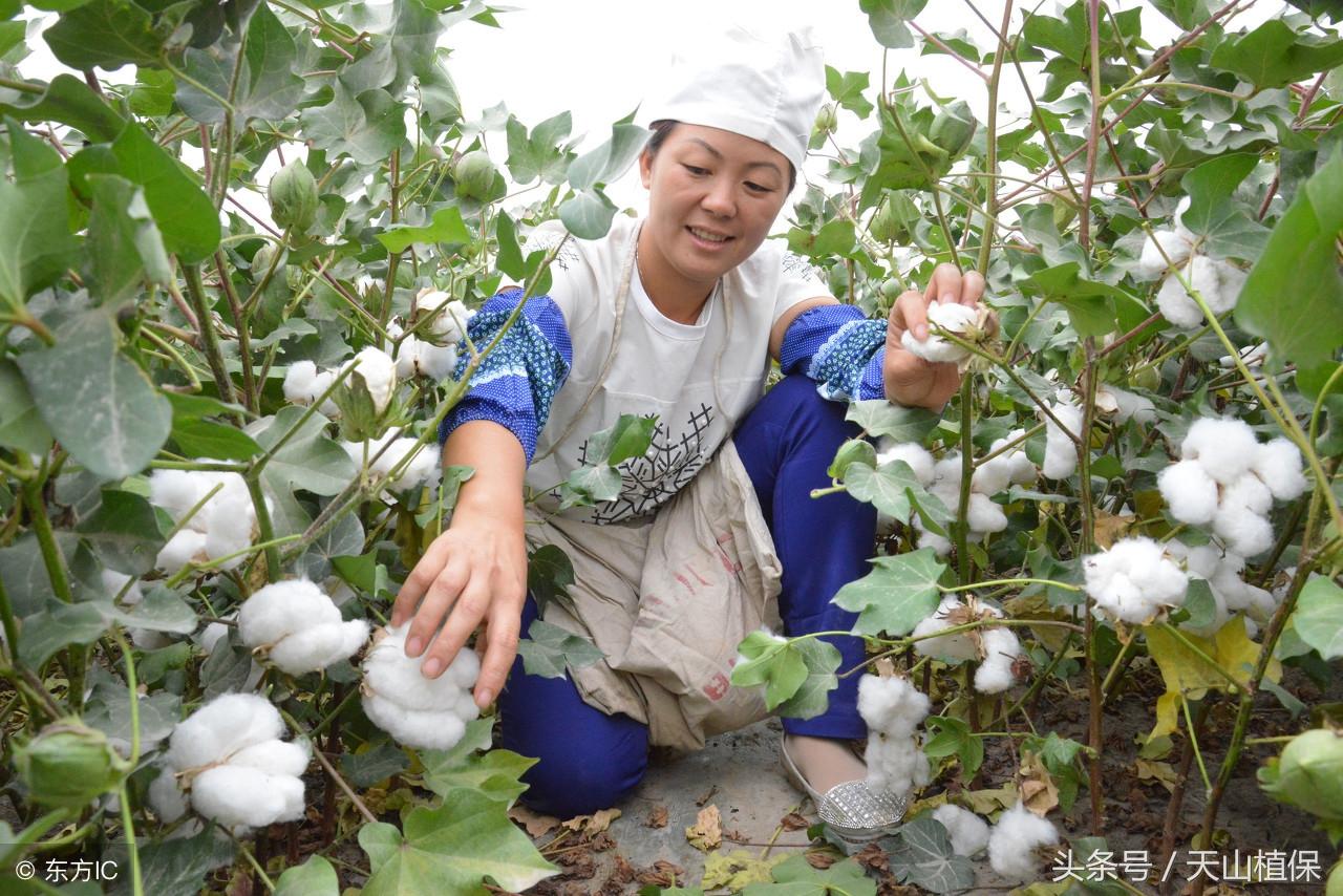 棉花最新收购价格分析与探讨，市场动态及趋势解读