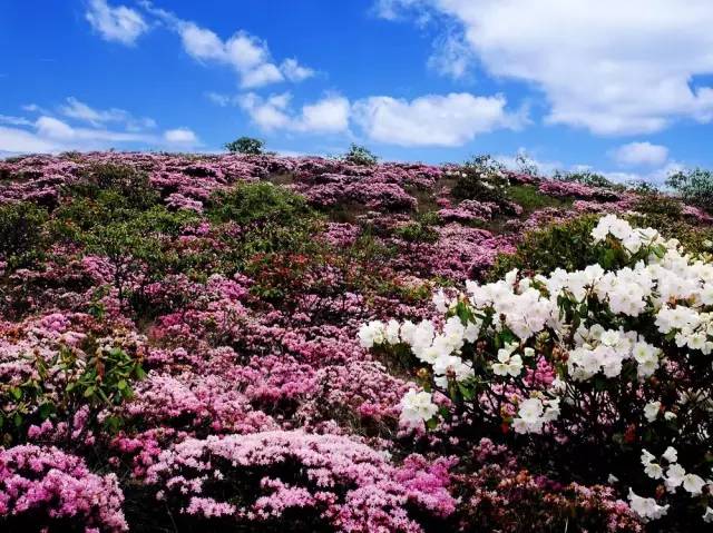 花坞直播，与自然美景的浪漫之旅，探寻内心的平和与喜悦