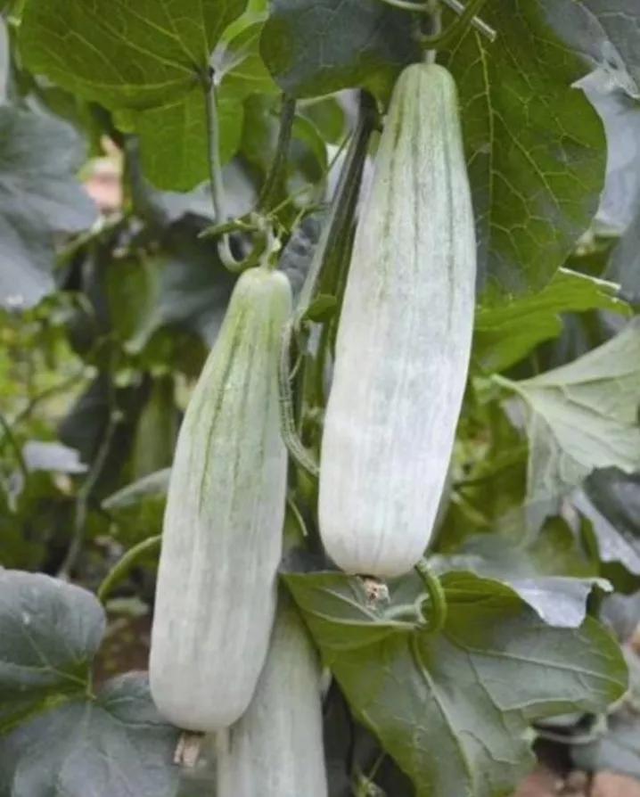 最新甜瓜价格揭秘，甜蜜诱惑，你准备好了吗？🍈✨