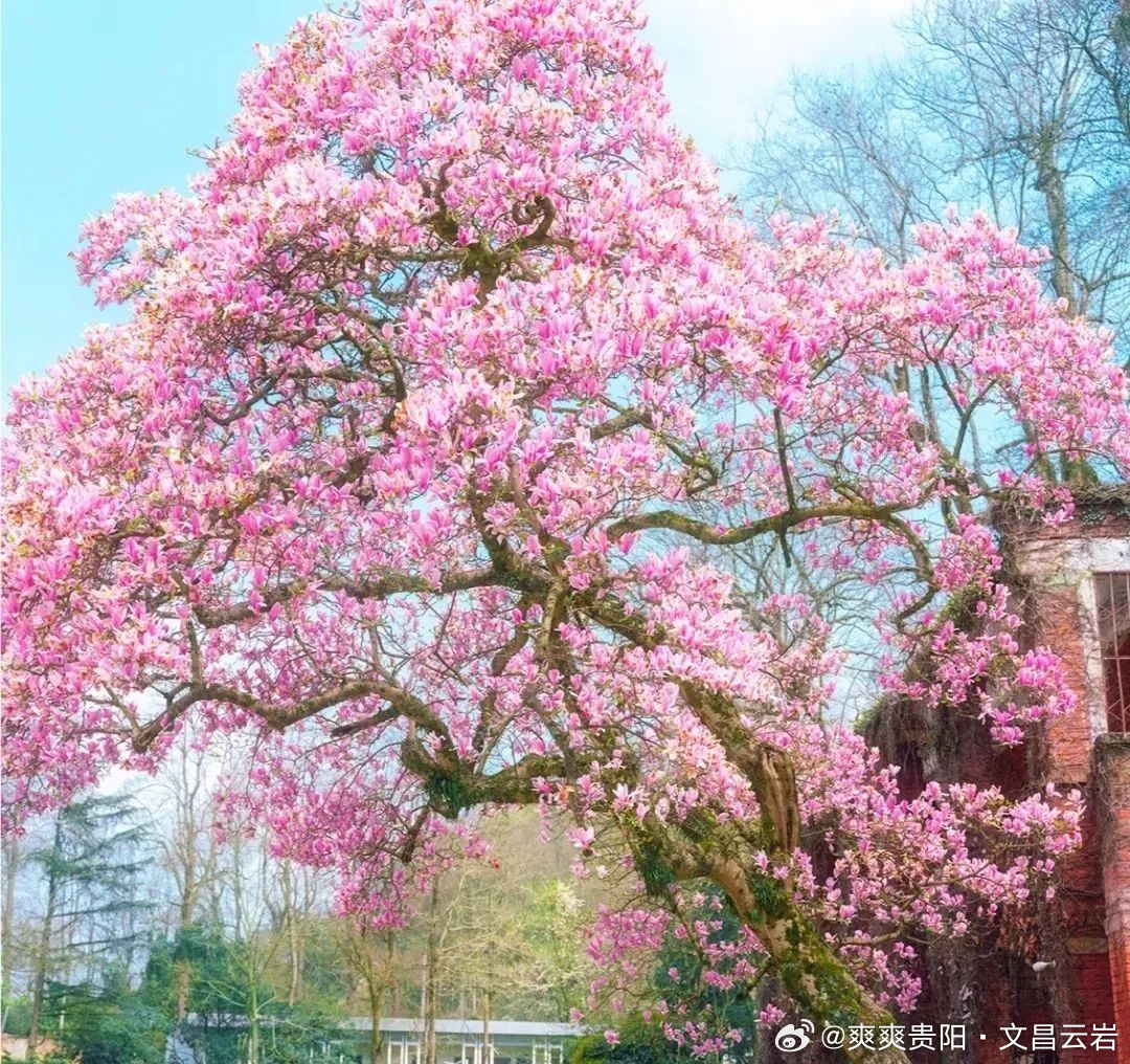 扶兰最新风采,小红书上的独特魅力绽放