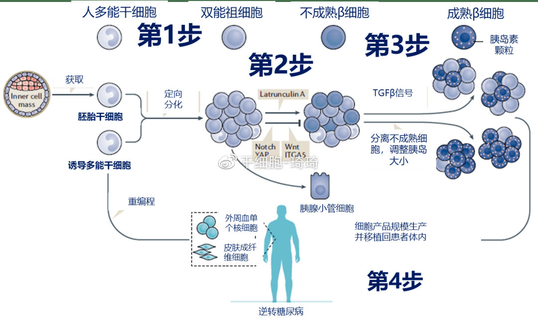 干细胞技术最新成果详解，步骤指南与突破进展