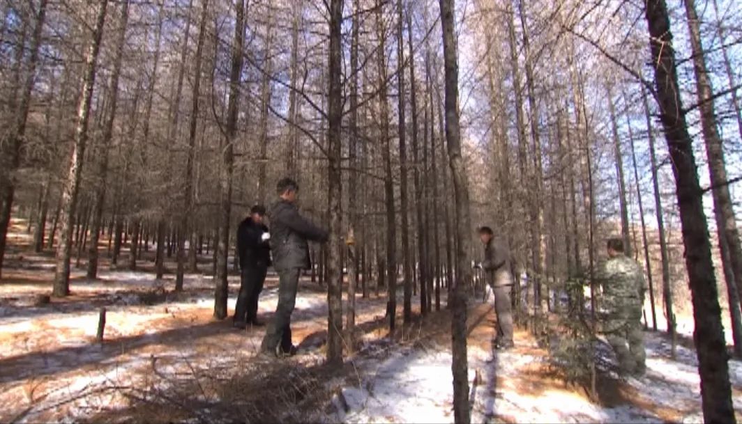 林业买断职工最新动态更新,林业职工买断最新消息