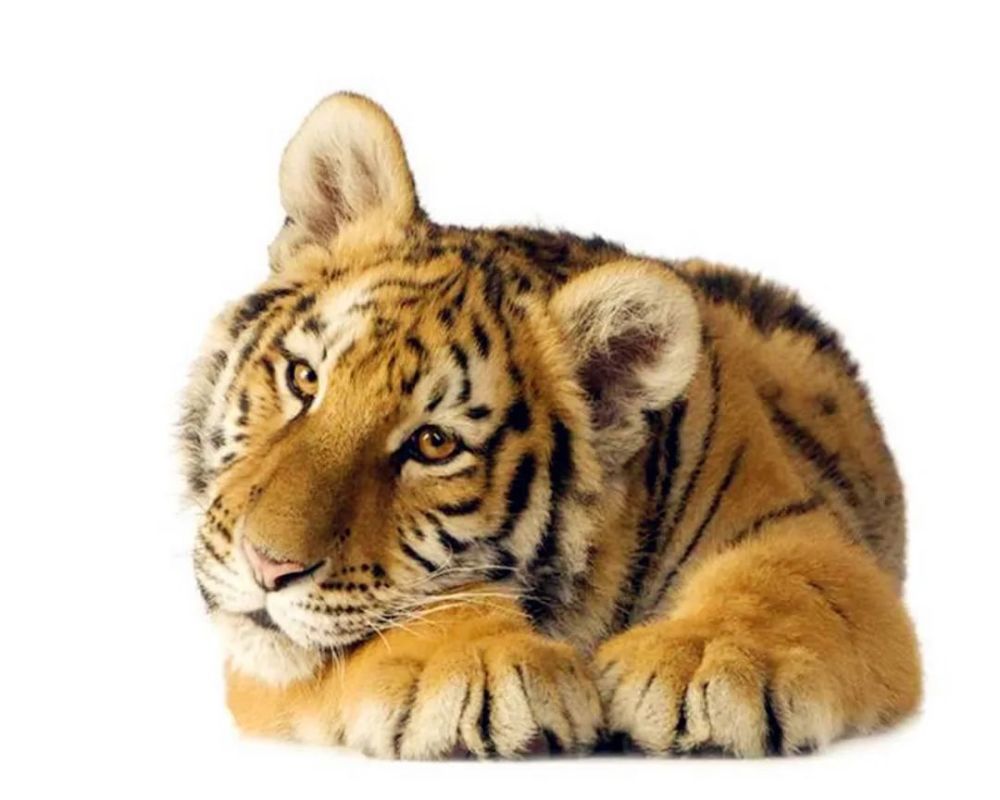 白老虎版玄机资料大全免费,稳固执行方案计划_THW78.193增强版