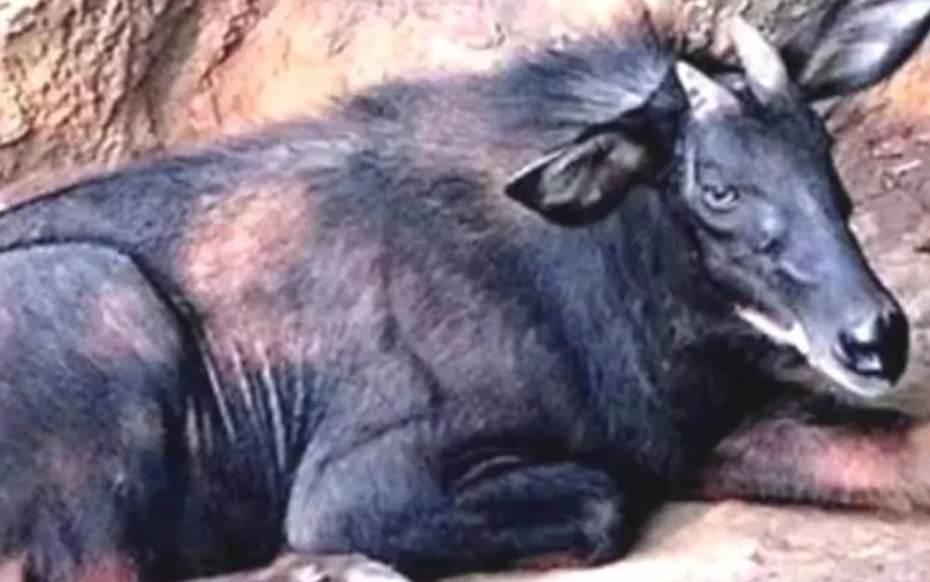 2024四不像正版最新版本,最新碎析解释说法_OBL78.803高效版,正版资料免费资料大全十点半