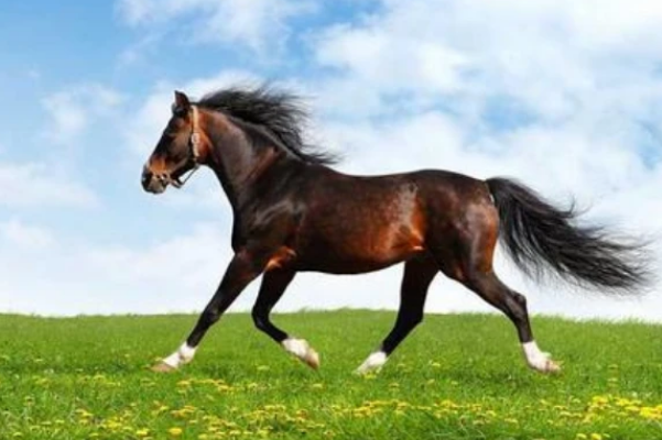 今晚特马免费公开资料,专业地调查详解_TEH78.377驱动版，刘伯温一马中特期期免费