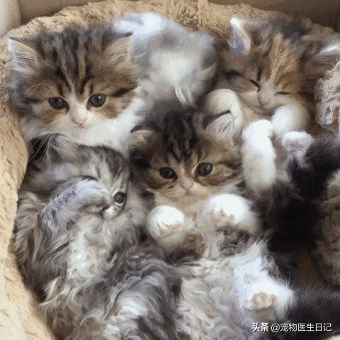 猫咪软件官网最新版详解，从初学者到进阶用户的完全使用指南