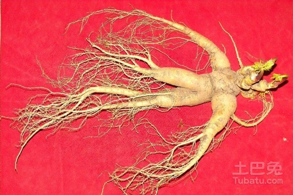 野山参最新价格2024，探寻价值之旅，寻找内心平静之路