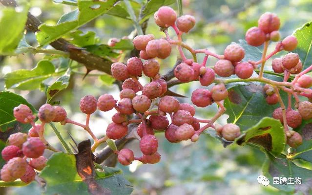 花椒最新版本下载,花椒最新版本下载，深度探讨与观点阐述
