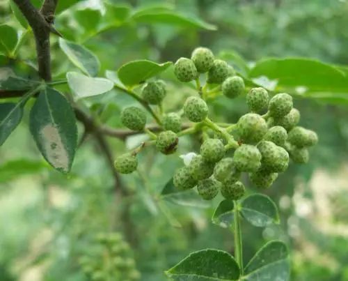 花椒最新版本下载,花椒最新版本下载,深度探讨与观点阐述