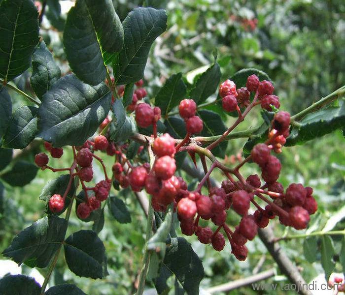 花椒最新版本下载,花椒最新版本下载,深度探讨与观点阐述