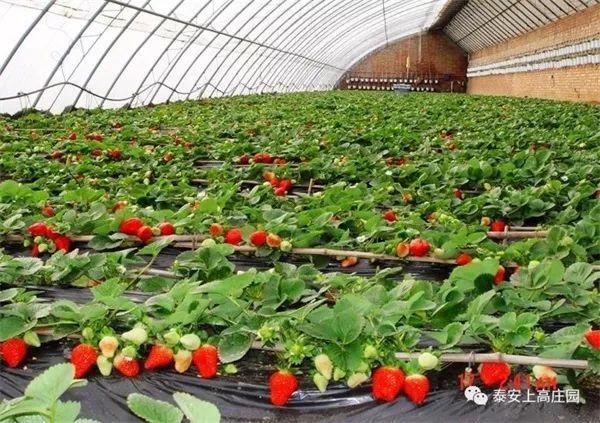 警惕非法游戏APP,拥抱学习与生活的正能量——励志文章分享