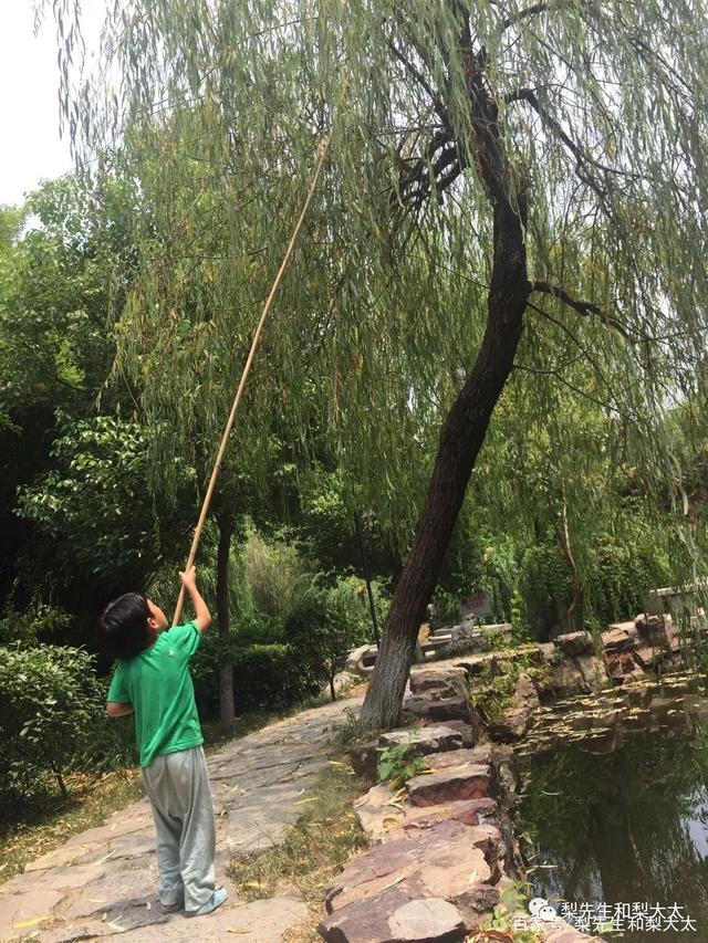 捕蝉最新详细步骤指南，从入门到精通的捕蝉攻略