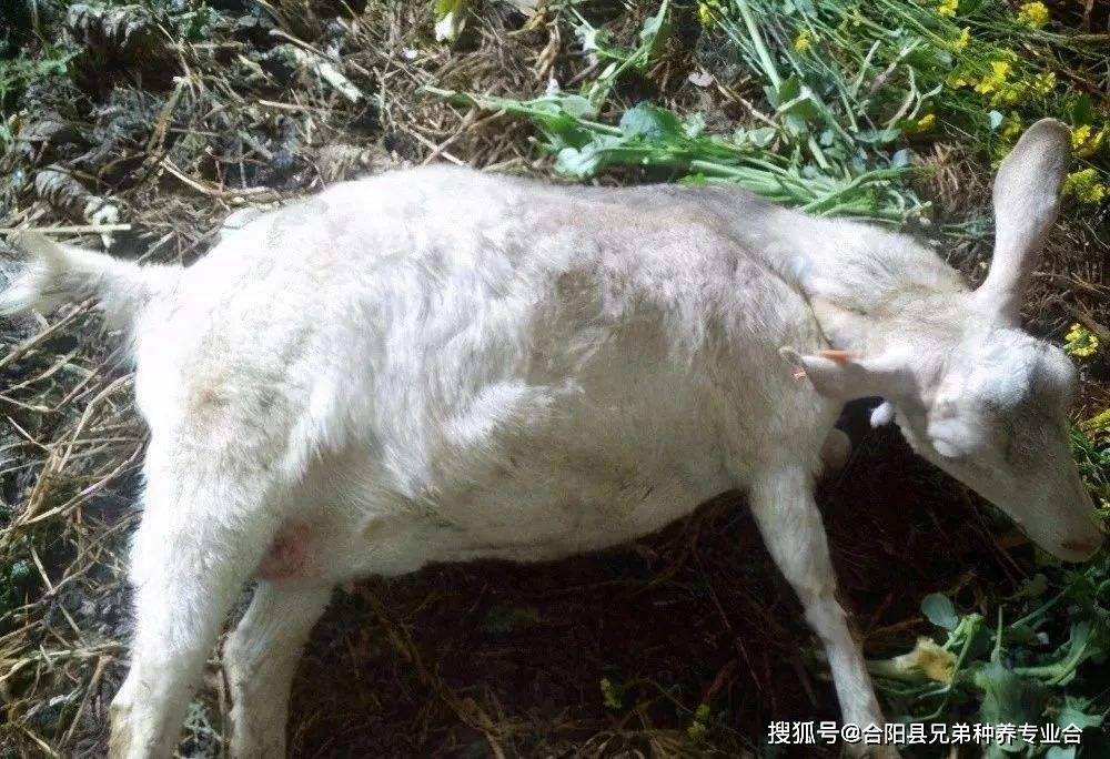 羊瘟最新动态，科普、分析与防范指南