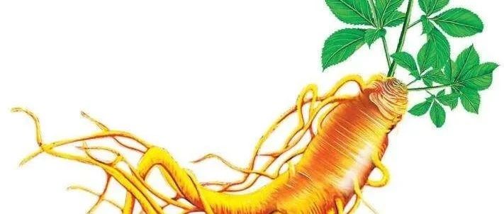 人参最新标准的背景、进展、地位及影响分析