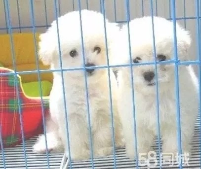 最新式狗场建设指南，步骤与要点解析