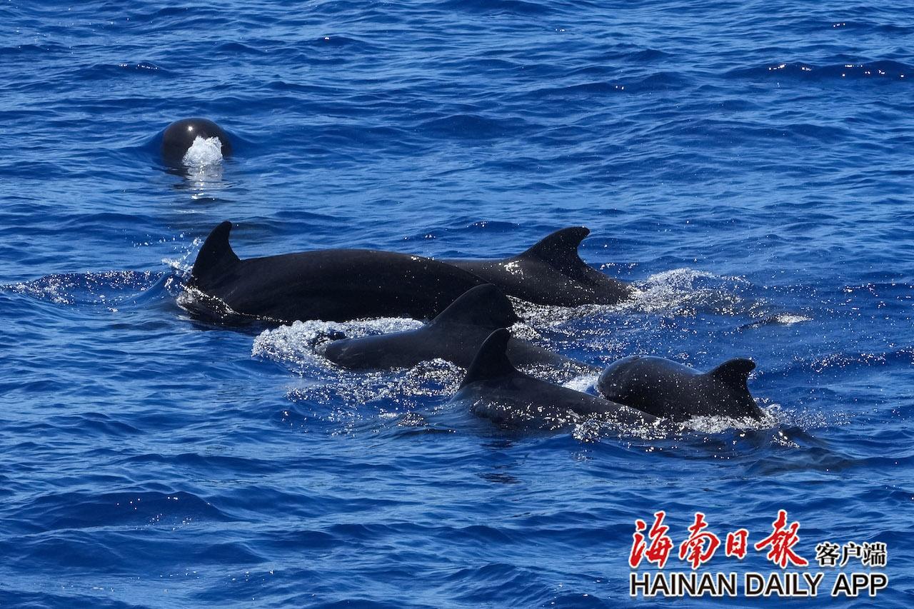 鲸喜汇最新更新，海洋奇遇与友情的交织温暖时刻